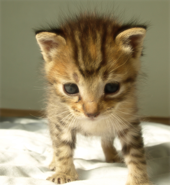 光射す道へ(生後2週間の子猫)_a0389088_17303224.jpg