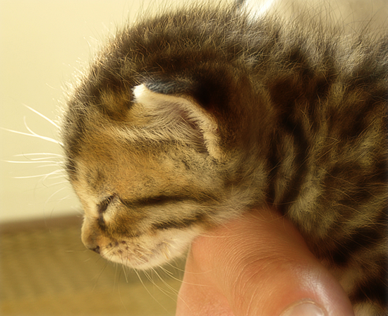 光射す道へ(生後2週間の子猫)_a0389088_17303248.jpg
