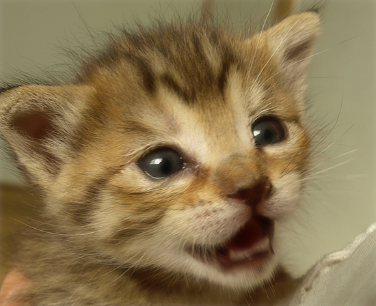 光射す道へ(生後2週間の子猫)_a0389088_17303279.jpg