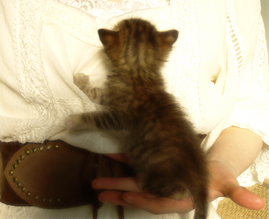 おっぱい探して…(生後2週間の子猫・家族募集)_a0389088_17303450.jpg