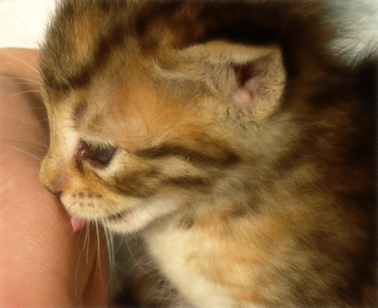 おっぱい探して…(生後2週間の子猫・家族募集)_a0389088_17303485.jpg