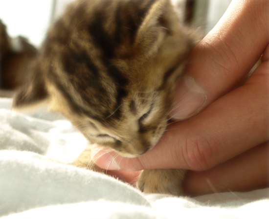 おっぱい探して…(生後2週間の子猫・家族募集)_a0389088_17303498.jpg