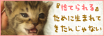 おっぱい探して…(生後2週間の子猫・家族募集)_a0389088_17303510.jpg