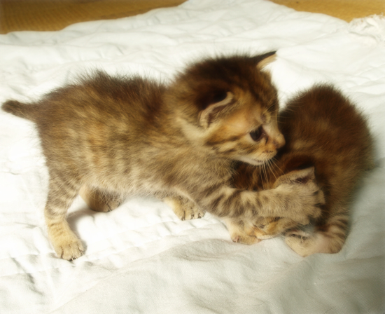 3猫十色(生後2週間の子猫)_a0389088_17303610.jpg