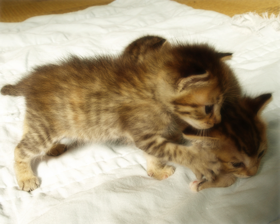 3猫十色(生後2週間の子猫)_a0389088_17303649.jpg