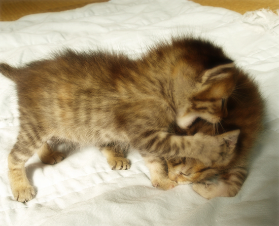 3猫十色(生後2週間の子猫)_a0389088_17303699.jpg