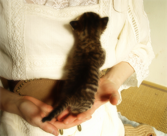 3猫十色(生後2週間の子猫)_a0389088_17303727.jpg