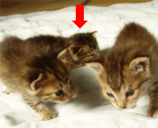 3猫十色(生後2週間の子猫)_a0389088_17303737.jpg