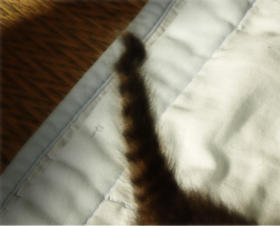 3猫十色(生後2週間の子猫)_a0389088_17303792.jpg