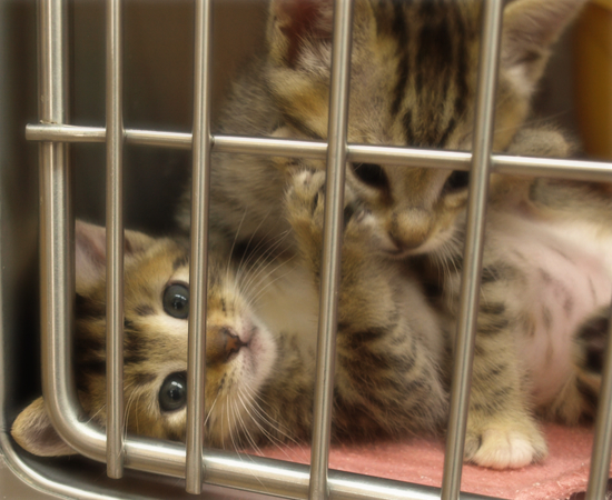 しあわせになるために(捨てられた生後2週間の子猫)_a0389088_17304909.jpg