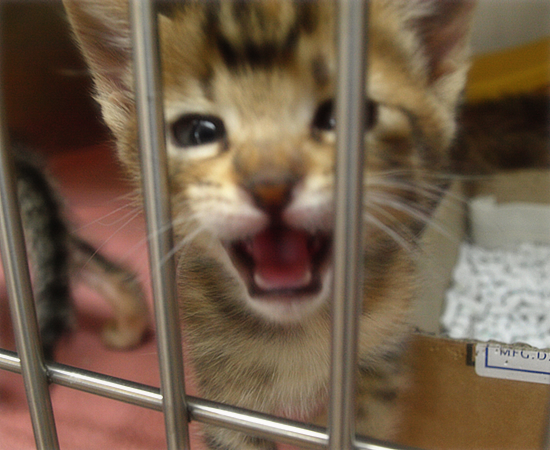 しあわせになるために(捨てられた生後2週間の子猫)_a0389088_17304936.jpg