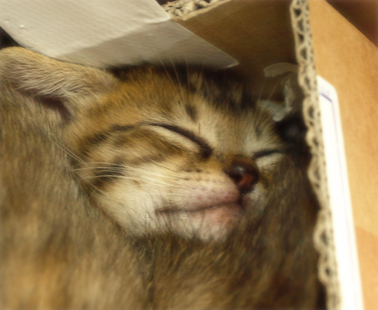 しあわせになるために(捨てられた生後2週間の子猫)_a0389088_17305082.jpg