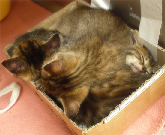 しあわせになるために(捨てられた生後2週間の子猫)_a0389088_17305084.jpg