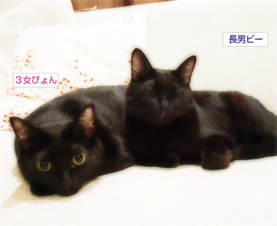 無念な男女比_a0389088_17305257.jpg