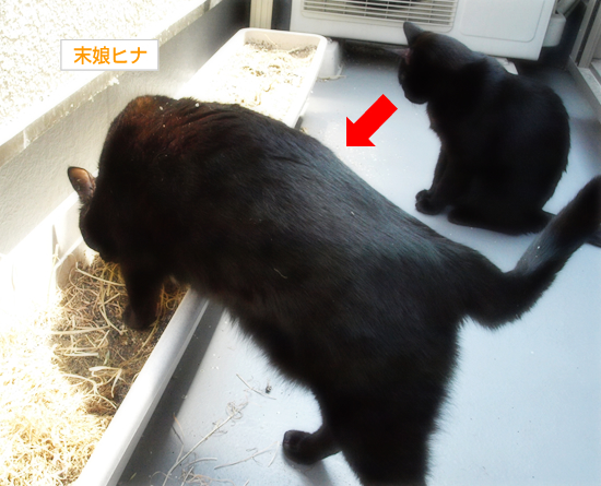消えてしまった_a0389088_17305496.jpg