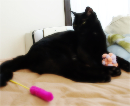 待つ猫_a0389088_17305703.jpg