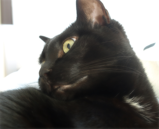 待つ猫_a0389088_17305714.jpg