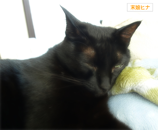 待つ猫_a0389088_17305746.jpg