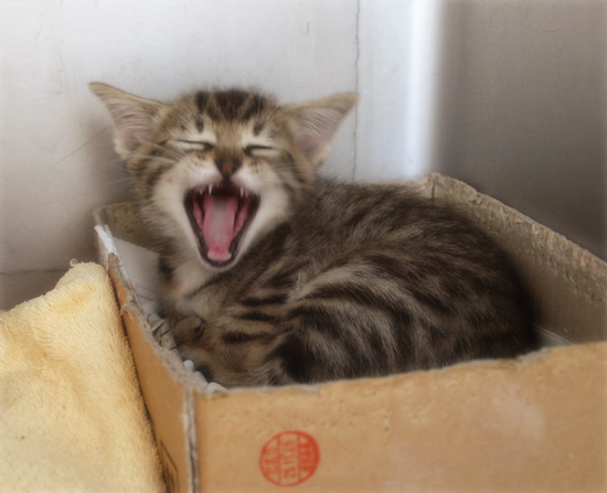 ひとりぼっちでも(生後2週間で捨てられていた乳飲み子猫)_a0389088_17310309.jpg