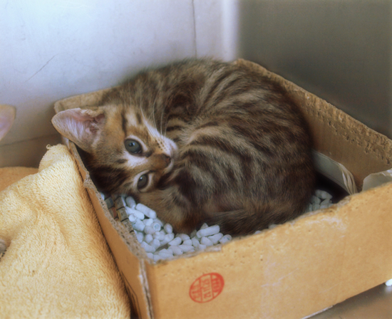 ひとりぼっちでも(生後2週間で捨てられていた乳飲み子猫)_a0389088_17310337.jpg