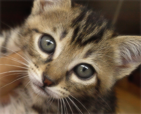 ひとりぼっちでも(生後2週間で捨てられていた乳飲み子猫)_a0389088_17310408.jpg