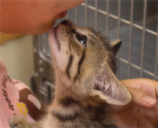 ひとりぼっちでも(生後2週間で捨てられていた乳飲み子猫)_a0389088_17310433.jpg