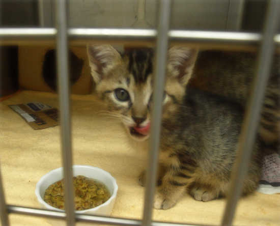 ひとりぼっちでも(生後2週間で捨てられていた乳飲み子猫)_a0389088_17310462.jpg