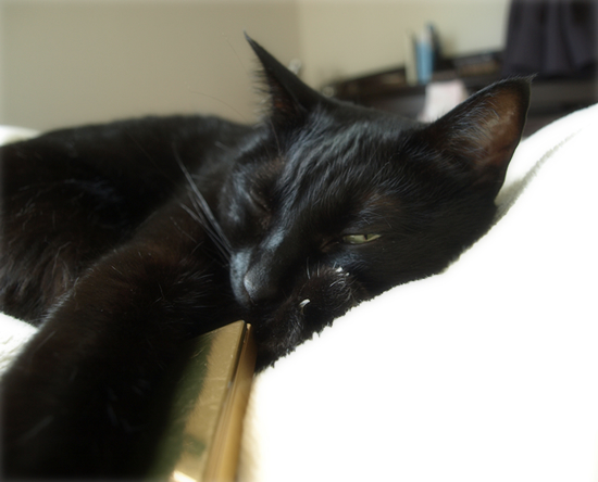 猫の抱くものは…_a0389088_17310949.jpg