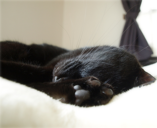 猫の抱くものは…_a0389088_17310955.jpg
