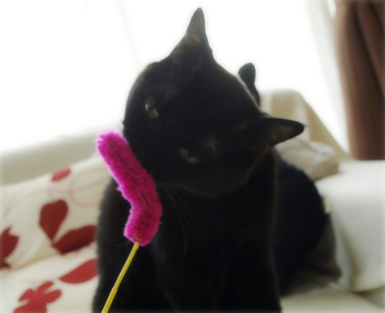 猫の抱くものは…_a0389088_17310964.jpg