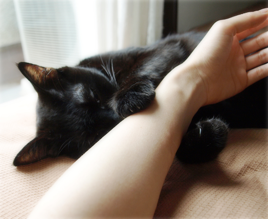 猫がいる_a0389088_17311003.jpg