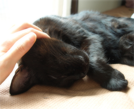 猫がいる_a0389088_17311004.jpg