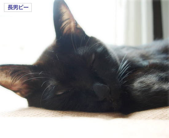 猫がいる_a0389088_17311036.jpg