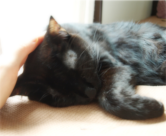 猫がいる_a0389088_17311082.jpg