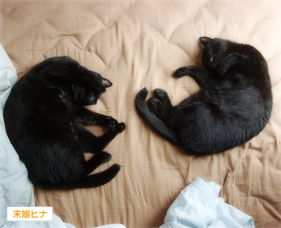 猫がいる_a0389088_17311096.jpg