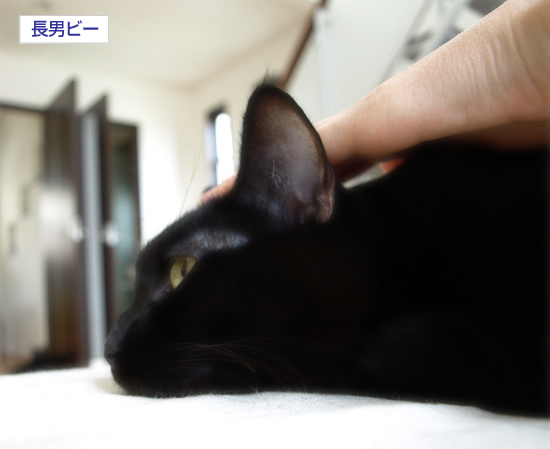 人の手_a0389088_17311118.jpg