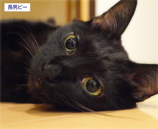 あまえたくて…_a0389088_17311273.jpg