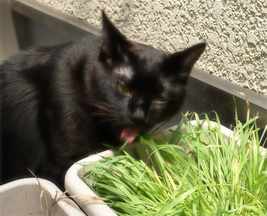 猫のたてまえ_a0389088_17311337.jpg
