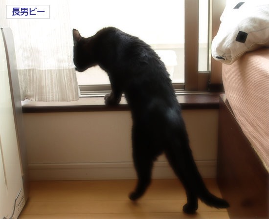 猫のたてまえ_a0389088_17311377.jpg