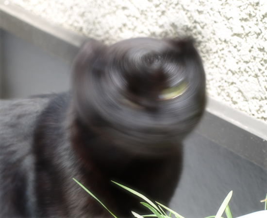 猫のたてまえ_a0389088_17311468.jpg