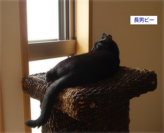 年をとるということ_a0389088_17311500.jpg