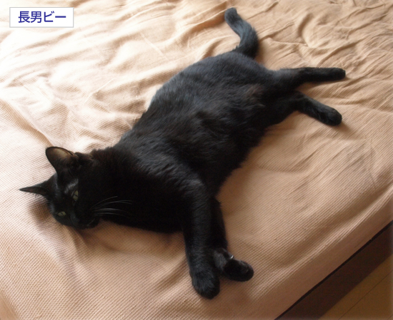 腹チャック_a0389088_17311830.jpg