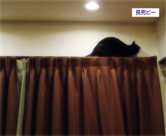 深夜の暴君_a0389088_17312058.jpg