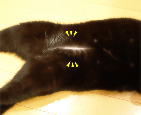 腹チャック先生の魔法_a0389088_17312299.jpg