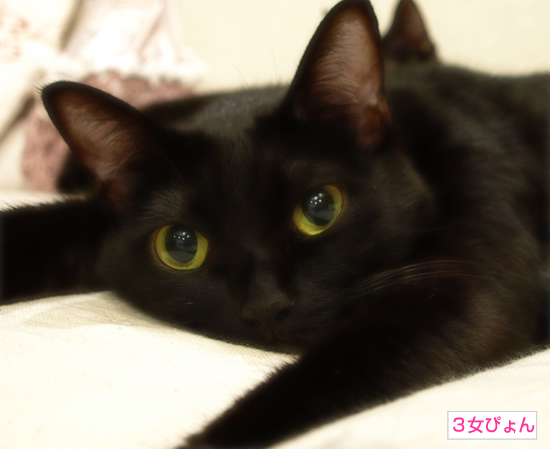 美猫の裏の顔_a0389088_17312539.jpg