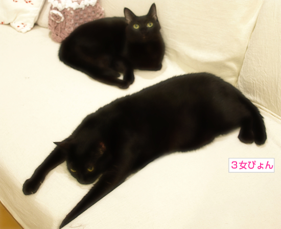 美猫の裏の顔_a0389088_17312567.jpg