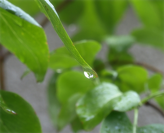 猫の梅雨_a0389088_17312604.jpg