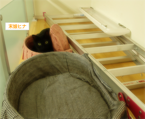 猫の梅雨_a0389088_17312614.jpg