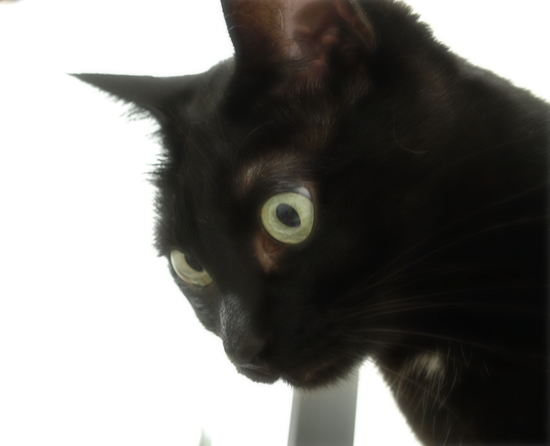 猫の巣_a0389088_17312646.jpg