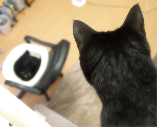猫の巣_a0389088_17312648.jpg